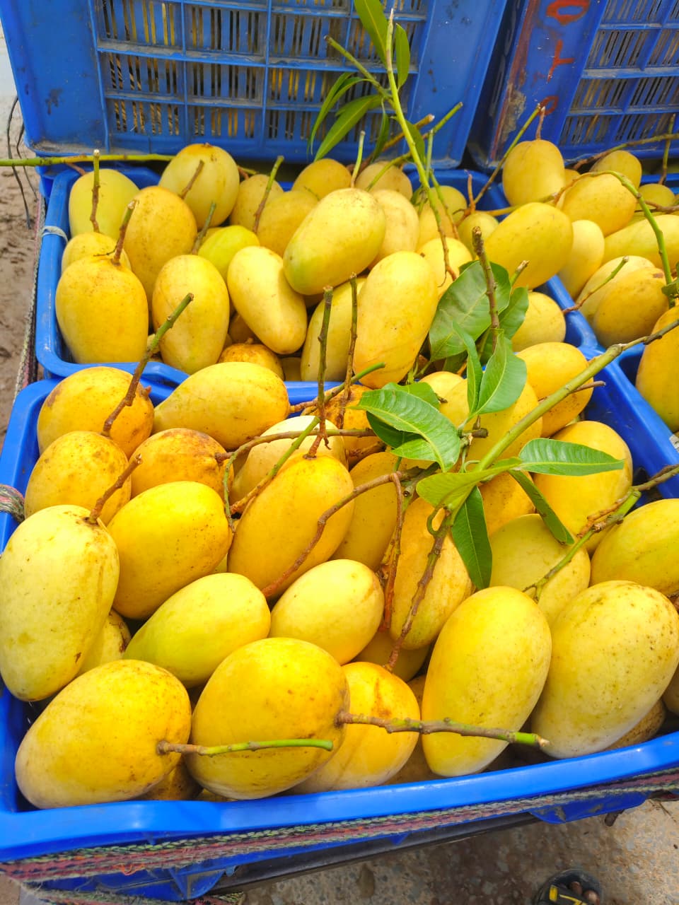Amrupali