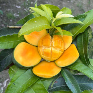 হিমসাগর আম - ১২ কেজি