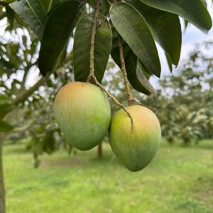হাড়িভাঙা আম - ১১ কেজি